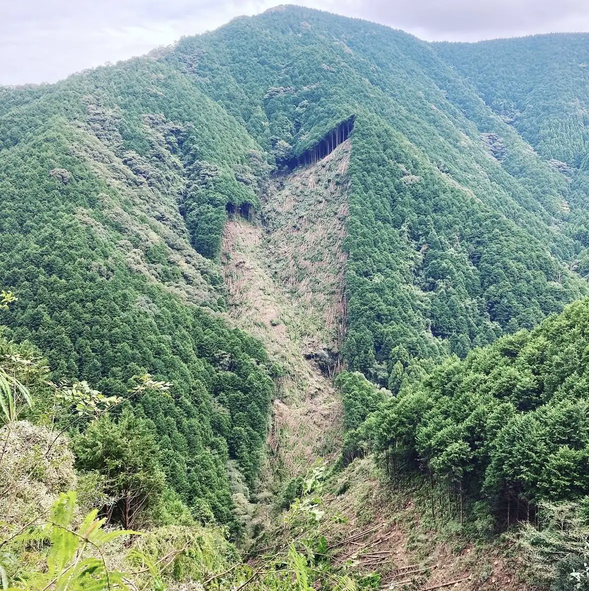 スギ・ヒノキの山。斜面の一部で伐採と集材が進んでいる